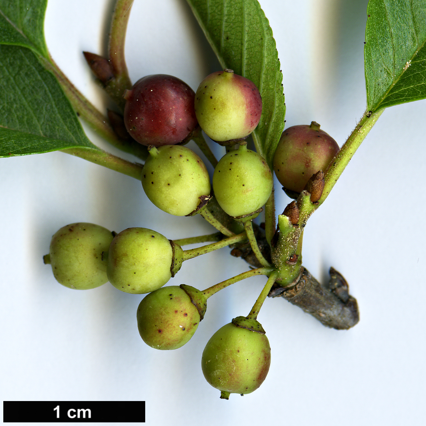 High resolution image: Family: Rhamnaceae - Genus: Rhamnus - Taxon: pumila